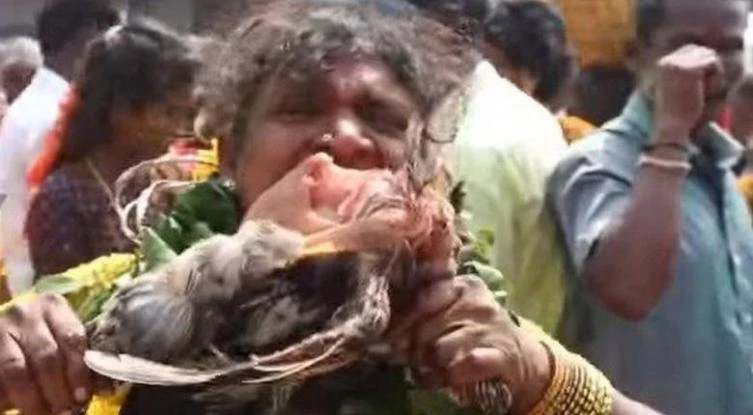 Φρίκη! Πιστοί γιορτάζουν φεστιβάλ καταβροχθίζοντας ζωντανά κοτόπουλα (βίντεο)